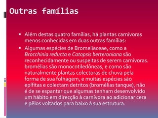 Outras famíliasAlém destas quatro famílias, há plantas carnívoras menos conhecidas em duas outras famílias:Algumas espécies de Bromeliaceae, como a Brocchinia reducta e Catopsis berteroniana são reconhecidamente ou suspeitas de serem carnívoras. bromélias são monocotiledôneas, e como são naturalmente plantas colectoras de chuva pela forma de sua folhagem, e muitas espécies são epífitas e colectam detritos (bromélias tanque), não é de se espantar que algumas tenham desenvolvido um hábito em direcção à carnívora ao adicionar cera e pêlos voltados para baixo à sua estrutura.