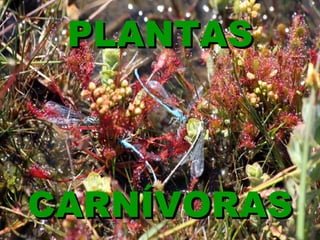 PLANTAS



CARNÍVORAS
 