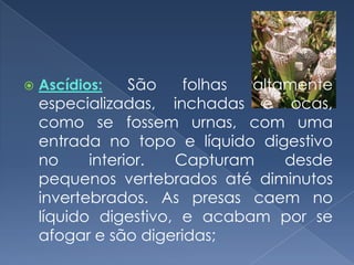    Ascídios:    São   folhas altamente
    especializadas, inchadas e ocas,
    como se fossem urnas, com uma
    entrada no topo e líquido digestivo
    no     interior.  Capturam    desde
    pequenos vertebrados até diminutos
    invertebrados. As presas caem no
    líquido digestivo, e acabam por se
    afogar e são digeridas;
 