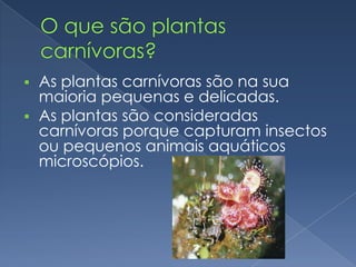    As plantas carnívoras são na sua
    maioria pequenas e delicadas.
   As plantas são consideradas
    carnívoras porque capturam insectos
    ou pequenos animais aquáticos
    microscópios.
 