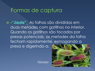    -“Jaula”_ As folhas são divididas em
    duas metades com gatilhos no interior.
    Quando os gatilhos são tocados por
    presas potenciais, as metades da folha
    fecham rapidamente, esmagando a
    presa e digerindo-a.


                 Dionaea
 