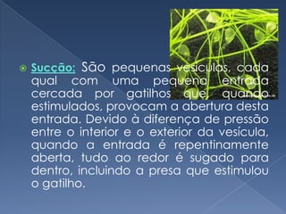    Sucção: São pequenas vesículas, cada
    qual com uma pequena entrada
    cercada por gatilhos que, quando
    estimulados, provocam a abertura desta
    entrada. Devido à diferença de pressão
    entre o interior e o exterior da vesícula,
    quando a entrada é repentinamente
    aberta, tudo ao redor é sugado para
    dentro, incluindo a presa que estimulou
    o gatilho.
 
