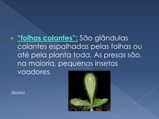    “folhas colantes”: São glândulas
    colantes espalhadas pelas folhas ou
    até pela planta toda. As presas são,
    na maioria, pequenos insetos
    voadores.

Drosera
 