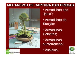 • Armadilhas tipo
“jaula”;
• Armadilhas de
Sucção;
• Armadilhas
Colantes;
• Armadilhas
subterrâneas;
• Ascídios.
MECANISMO DE CAPTURA DAS PRESASMECANISMO DE CAPTURA DAS PRESAS
 