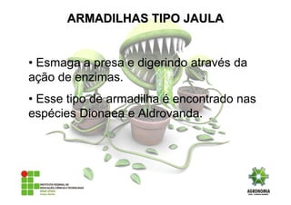 • Esmaga a presa e digerindo através da
ação de enzimas.
• Esse tipo de armadilha é encontrado nas
espécies Dionaea e Aldrovanda.
ARMADILHAS TIPO JAULAARMADILHAS TIPO JAULA
 