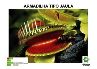 ARMADILHA TIPO JAULAARMADILHA TIPO JAULA
 