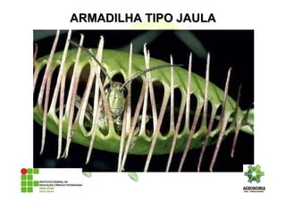ARMADILHA TIPO JAULAARMADILHA TIPO JAULA
 