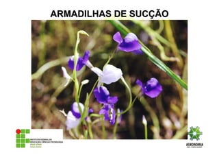 ARMADILHAS DE SUCARMADILHAS DE SUCÇÇÃOÃO
 