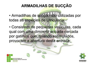 • Armadilhas de sucção são utilizadas por
todas as espécies de Utricularia;
• Consistem de pequenas vesículas, cada
qual com uma diminuta entrada cercada
por gatilhos que, quando estimulados,
provocam a abertura desta entrada;
ARMADILHAS DE SUCARMADILHAS DE SUCÇÇÃOÃO
 
