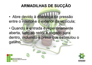 • Abre devido à diferença de pressão
entre o interior e o exterior da vesícula;
• Quando a entrada é repentinamente
aberta, tudo ao redor é sugado para
dentro, incluindo a presa que estimulou o
gatilho.
ARMADILHAS DE SUCARMADILHAS DE SUCÇÇÃOÃO
 