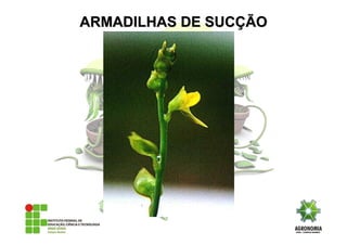 ARMADILHAS DE SUCARMADILHAS DE SUCÇÇÃOÃO
 