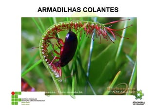 ARMADILHAS COLANTESARMADILHAS COLANTES
 