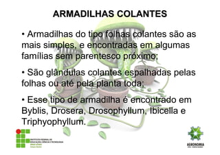 • Armadilhas do tipo folhas colantes são as
mais simples, e encontradas em algumas
famílias sem parentesco próximo;
• São glândulas colantes espalhadas pelas
folhas ou até pela planta toda;
• Esse tipo de armadilha é encontrado em
Byblis, Drosera, Drosophyllum, Ibicella e
Triphyophyllum.
ARMADILHAS COLANTESARMADILHAS COLANTES
 