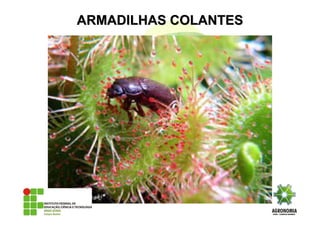 ARMADILHAS COLANTESARMADILHAS COLANTES
 