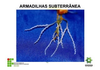 ARMADILHAS SUBTERRÂNEAARMADILHAS SUBTERRÂNEA
 