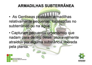 • As Genliseas possuem armadilhas
relativamente pequenas, localizadas no
subterrâneo ou na água;
• Capturam pequenos organismos que
nadam para dentro delas, provavelmente
atraídos por alguma substância liberada
pela planta.
ARMADILHAS SUBTERRÂNEAARMADILHAS SUBTERRÂNEA
 
