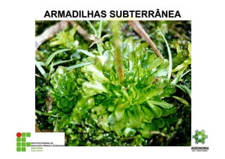 ARMADILHAS SUBTERRÂNEAARMADILHAS SUBTERRÂNEA
 