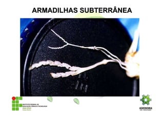 ARMADILHAS SUBTERRÂNEAARMADILHAS SUBTERRÂNEA
 