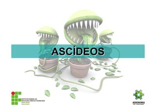 ASCASCÍÍDEOSDEOS
 