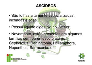 • São folhas altamente especializadas,
inchadas e ocas;
• Possui líquido digestivo no interior;
• Novamente, estão presentes em algumas
famílias sem parentesco próximo:
Cephalotus, Darlingtonia, Heliamphora,
Nepenthes, Sarracenia, etc.
ASCASCÍÍDEOSDEOS
 