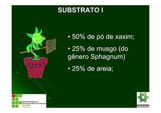 • 50% de pó de xaxim;
• 25% de musgo (do
gênero Sphagnum)
• 25% de areia;
SUBSTRATO ISUBSTRATO I
 