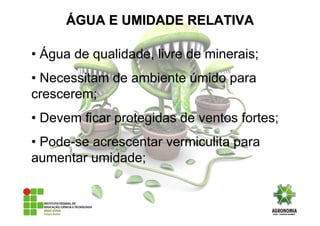 • Água de qualidade, livre de minerais;
• Necessitam de ambiente úmido para
crescerem;
• Devem ficar protegidas de ventos fortes;
• Pode-se acrescentar vermiculita para
aumentar umidade;
ÁÁGUA E UMIDADE RELATIVAGUA E UMIDADE RELATIVA
 