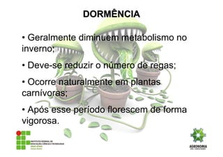 • Geralmente diminuem metabolismo no
inverno;
• Deve-se reduzir o número de regas;
• Ocorre naturalmente em plantas
carnívoras;
• Após esse período florescem de forma
vigorosa.
DORMÊNCIADORMÊNCIA
 