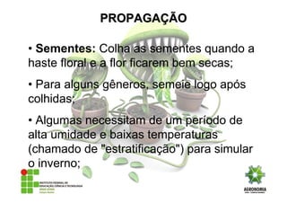 • Sementes: Colha as sementes quando a
haste floral e a flor ficarem bem secas;
• Para alguns gêneros, semeie logo após
colhidas;
• Algumas necessitam de um período de
alta umidade e baixas temperaturas
(chamado de "estratificação") para simular
o inverno;
PROPAGAPROPAGAÇÇÃOÃO
 