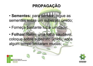 • Sementes: para semear, jogue as
sementes sobre um substrato úmido;
• Forneça bastante luz e umidade;
• Folhas: Retire uma folha saudável,
coloque sobre substrato úmido, após
algum tempo brotaram mudas;
PROPAGAPROPAGAÇÇÃOÃO
 