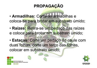 • Armadilhas: Corta-se armadilhas e
coloca-se para brotar em substrato úmido;
• Raízes: Retira-se um pedaço das raízes
e coloca para brotar em substrato úmido;
• Estacas: Corte um pedaço do caule com
duas folhas, corte um terço das folhas,
colocar em substrato úmido;
PROPAGAPROPAGAÇÇÃOÃO
 