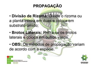• Divisão de Rizoma: Divide o rizoma ou
a planta inteira em duas e coloca em
substrato úmido;
• Brotos Laterais: Retira-se os brotos
laterais e coloca em outros vasos.
• OBS: Os métodos de propagação variam
de acordo com a espécie.
PROPAGAPROPAGAÇÇÃOÃO
 