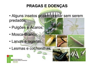 • Alguns insetos podem predar sem serem
predados;
• Pulgões e Ácaros;
• Mosca-Branca;
• Larvas e lagartas;
• Lesmas e cochonilhas;
PRAGAS E DOENPRAGAS E DOENÇÇASAS
 