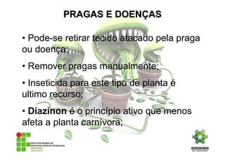 • Pode-se retirar tecido atacado pela praga
ou doença;
• Remover pragas manualmente;
• Inseticida para este tipo de planta é
ultimo recurso;
• Diazinon é o princípio ativo que menos
afeta a planta carnívora;
PRAGAS E DOENPRAGAS E DOENÇÇASAS
 