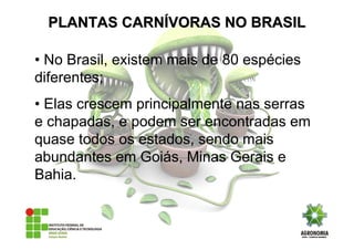 • No Brasil, existem mais de 80 espécies
diferentes;
• Elas crescem principalmente nas serras
e chapadas, e podem ser encontradas em
quase todos os estados, sendo mais
abundantes em Goiás, Minas Gerais e
Bahia.
PLANTAS CARNPLANTAS CARNÍÍVORAS NO BRASILVORAS NO BRASIL
 