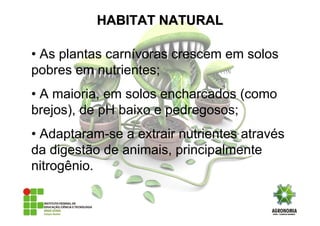 • As plantas carnívoras crescem em solos
pobres em nutrientes;
• A maioria, em solos encharcados (como
brejos), de pH baixo e pedregosos;
• Adaptaram-se a extrair nutrientes através
da digestão de animais, principalmente
nitrogênio.
HABITAT NATURALHABITAT NATURAL
 