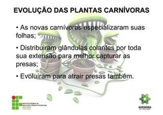 • As novas carnívoras especializaram suas
folhas;
• Distribuiram glândulas colantes por toda
sua extensão para melhor capturar as
presas;
• Evoluíram para atrair presas também.
EVOLUEVOLUÇÇÃO DAS PLANTAS CARNÃO DAS PLANTAS CARNÍÍVORASVORAS
 