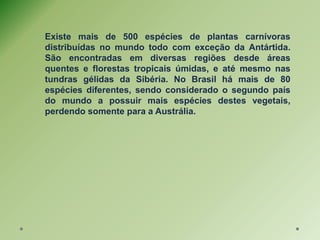 Existe mais de 500 espécies de plantas carnívoras
distribuídas no mundo todo com exceção da Antártida.
São encontradas em diversas regiões desde áreas
quentes e florestas tropicais úmidas, e até mesmo nas
tundras gélidas da Sibéria. No Brasil há mais de 80
espécies diferentes, sendo considerado o segundo país
do mundo a possuir mais espécies destes vegetais,
perdendo somente para a Austrália.
 