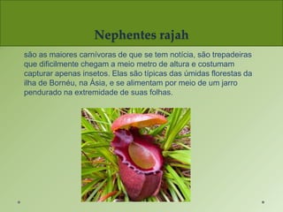 Nephentes rajah
são as maiores carnívoras de que se tem notícia, são trepadeiras
que dificilmente chegam a meio metro de altura e costumam
capturar apenas insetos. Elas são típicas das úmidas florestas da
ilha de Bornéu, na Ásia, e se alimentam por meio de um jarro
pendurado na extremidade de suas folhas.
 