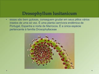Drosophyllum lusitanicum
• essas são bem gulosas, conseguem grudar em seus pêlos vários
insetos de uma só vez. É uma planta carnívora endêmica de
Portugal, Espanha e norte de Marrocos. É a única espécie
pertencente à família Drosophyllaceae
 