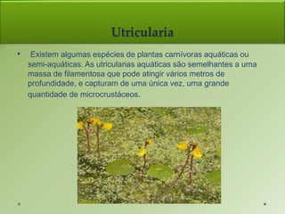 Utricularia
• Existem algumas espécies de plantas carnívoras aquáticas ou
semi-aquáticas. As utricularias aquáticas são semelhantes a uma
massa de filamentosa que pode atingir vários metros de
profundidade, e capturam de uma única vez, uma grande
quantidade de microcrustáceos.
 