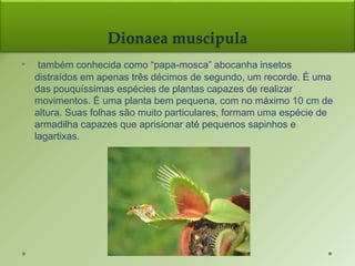 Dionaea muscipula
• também conhecida como “papa-mosca” abocanha insetos
distraídos em apenas três décimos de segundo, um recorde. É uma
das pouquíssimas espécies de plantas capazes de realizar
movimentos. É uma planta bem pequena, com no máximo 10 cm de
altura. Suas folhas são muito particulares, formam uma espécie de
armadilha capazes que aprisionar até pequenos sapinhos e
lagartixas.
 