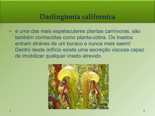 Darlingtonia californica
• é uma das mais espetaculares plantas carnívoras, são
também conhecidas como planta-cobra. Os insetos
entram atráves de um buraco e nunca mais saem!
Dentro deste orifício existe uma secreção viscosa capaz
de imobilizar qualquer inseto atrevido
 