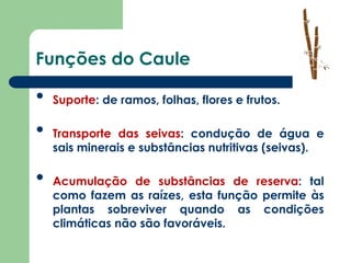 Plantas: Caule | PPTX