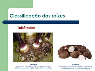 Classificação das raízes
o Tubérculos
Inhame
Fonte: http://1.bp.blogspot.com/_lgLiI9hoRlc/TOZs9mQ-
SDI/AAAAAAAAAQo/mRgISJheVpQ/s1600/inhame281.jpg
Inhame
Fonte: http://www.clinicamotta.com/site/wp-
content/uploads/2013/03/Inhame.jpg
 