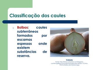 Classificação dos caules
o Bolbos: caules
subterrâneos
formados por
escamas
espessas onde
existem
substâncias de
reserva.
Cebola
Fonte: http://flores.culturamix.com/blog/wp-
content/gallery/como-plantar-bulbos-de-cebola-1/Como-
Plantar-Bulbos-de-Cebola-2.jpg
 