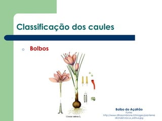 Classificação dos caules
o Bolbos
Bolbo do Açafrão
Fonte:
http://www.difossombrone.it/images/pianteme
dicinali/crocus_sativus.jpg
 