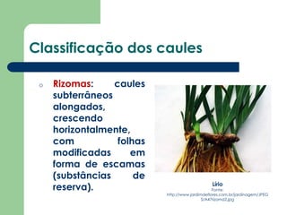 Classificação dos caules
o Rizomas: caules
subterrâneos
alongados,
crescendo
horizontalmente,
com folhas
modificadas em
forma de escamas
(substâncias de
reserva). Lírio
Fonte:
http://www.jardimdeflores.com.br/jardinagem/JPEG
S/A47rizoma2.jpg
 