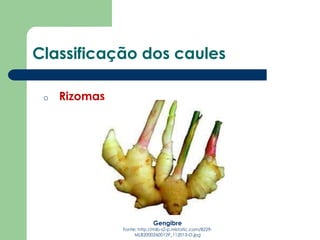 Gengibre
Fonte: http://mlb-s2-p.mlstatic.com/8229-
MLB20002600129_112013-O.jpg
Classificação dos caules
o Rizomas
 