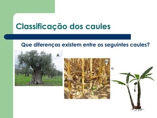 Classificação dos caules
Que diferenças existem entre os seguintes caules?
 