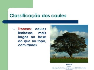 Classificação dos caules
o Troncos: caules
lenhosos, mais
largos na base
do que no topo,
com ramos.
Acácia
Fonte:
https://porta10a.files.wordpress.com/2010/08/pinheiro-
manso.jpg
 